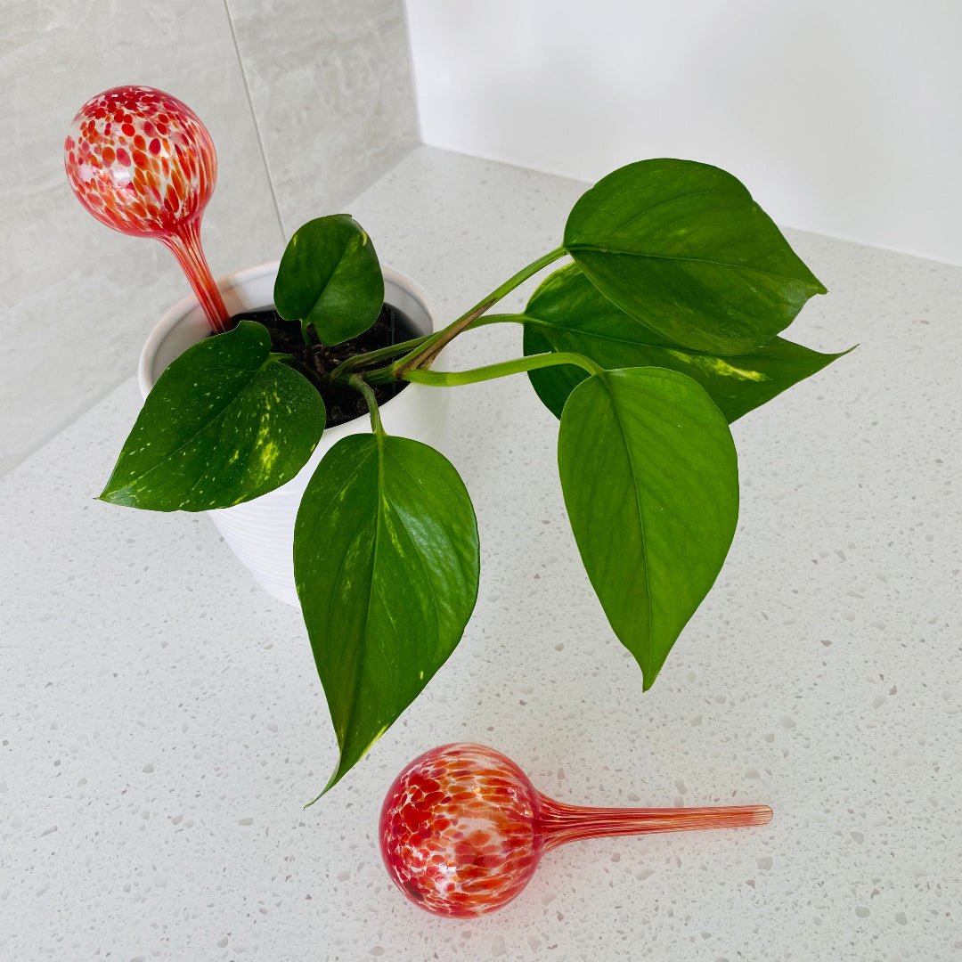 Hand-blown glass plant feeder in fiery red and orange tones, shaped to slowly release water into a houseplant pot