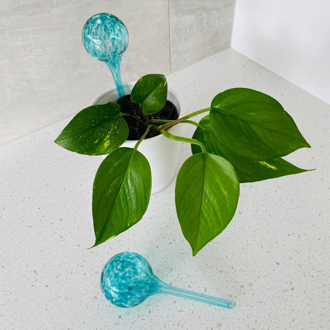 Elegant aqua blue hand-blown glass plant feeder designed to hydrate indoor or outdoor plants over time.